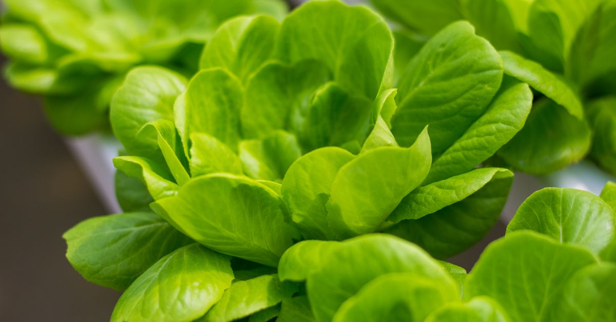 Aeroponics Farming farming
