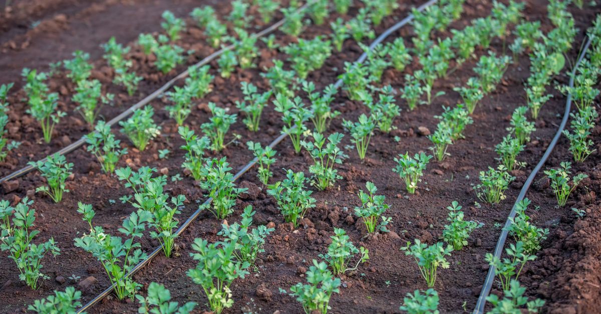 Ajwain (Carom)
