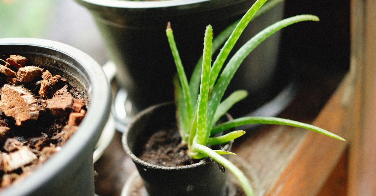 Aloe Vera farming