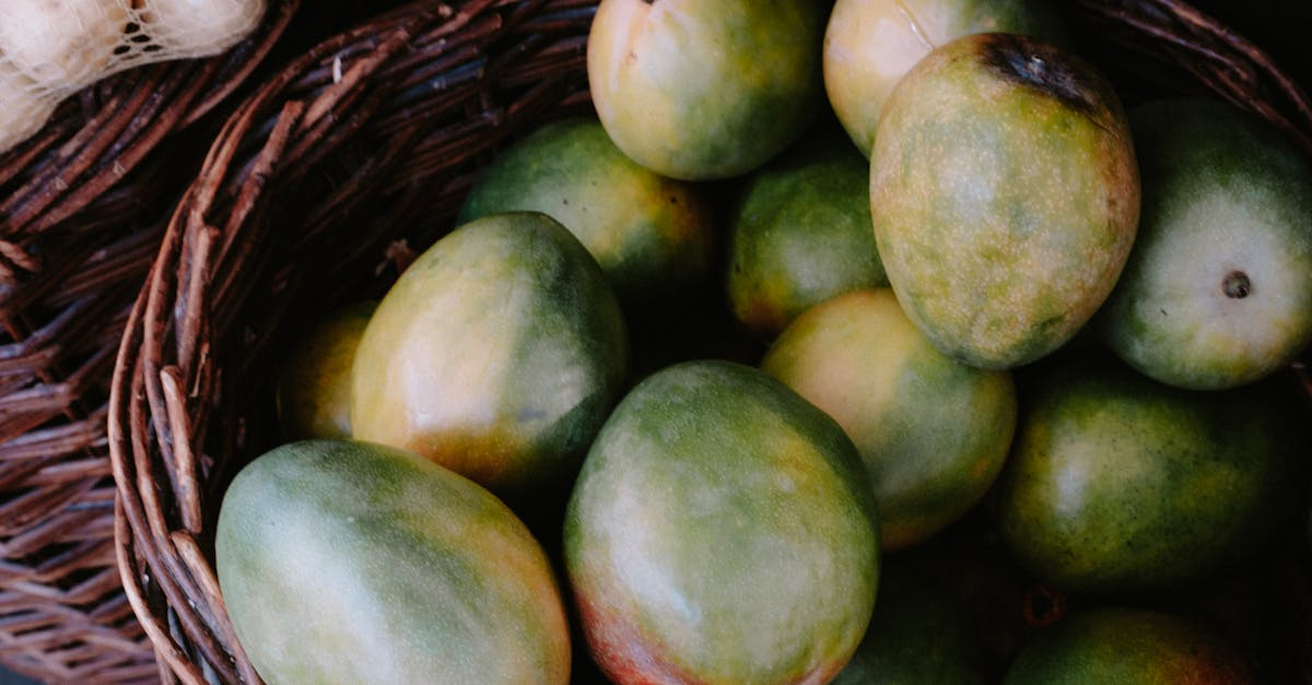 Alphonso Mango farming