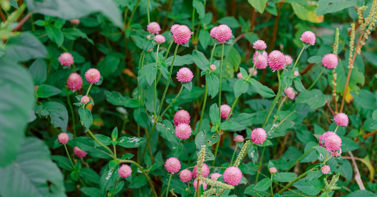 Amaranth (Rajgira / Ramdana) farming