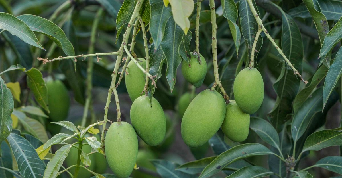 Amrapali Mango farming