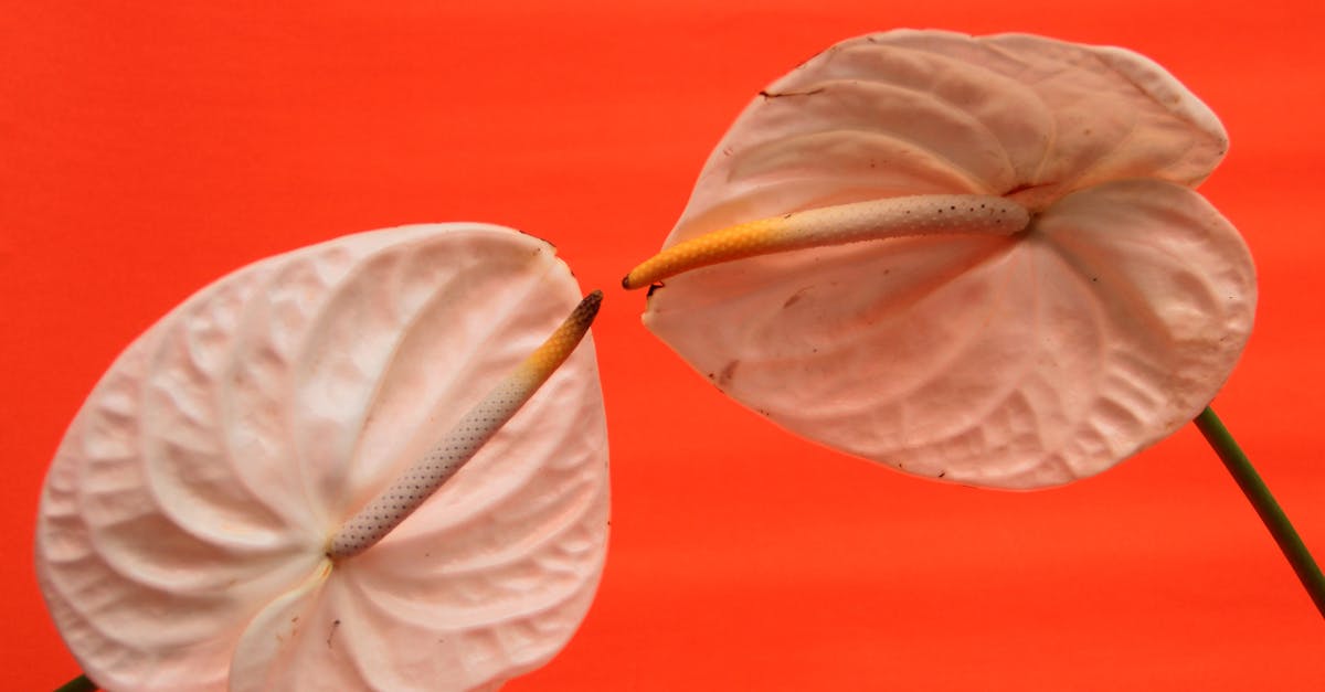 Anthurium farming