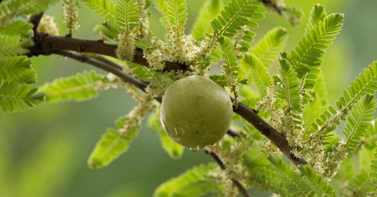 Aonla (Amla) farming