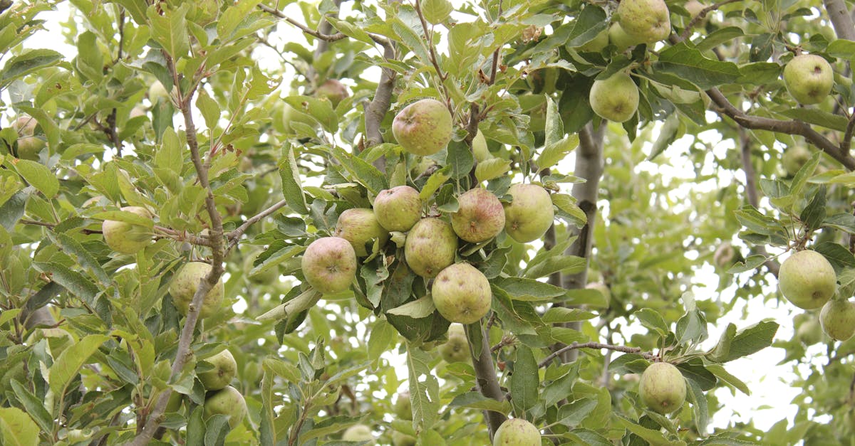 Apple Ber farming