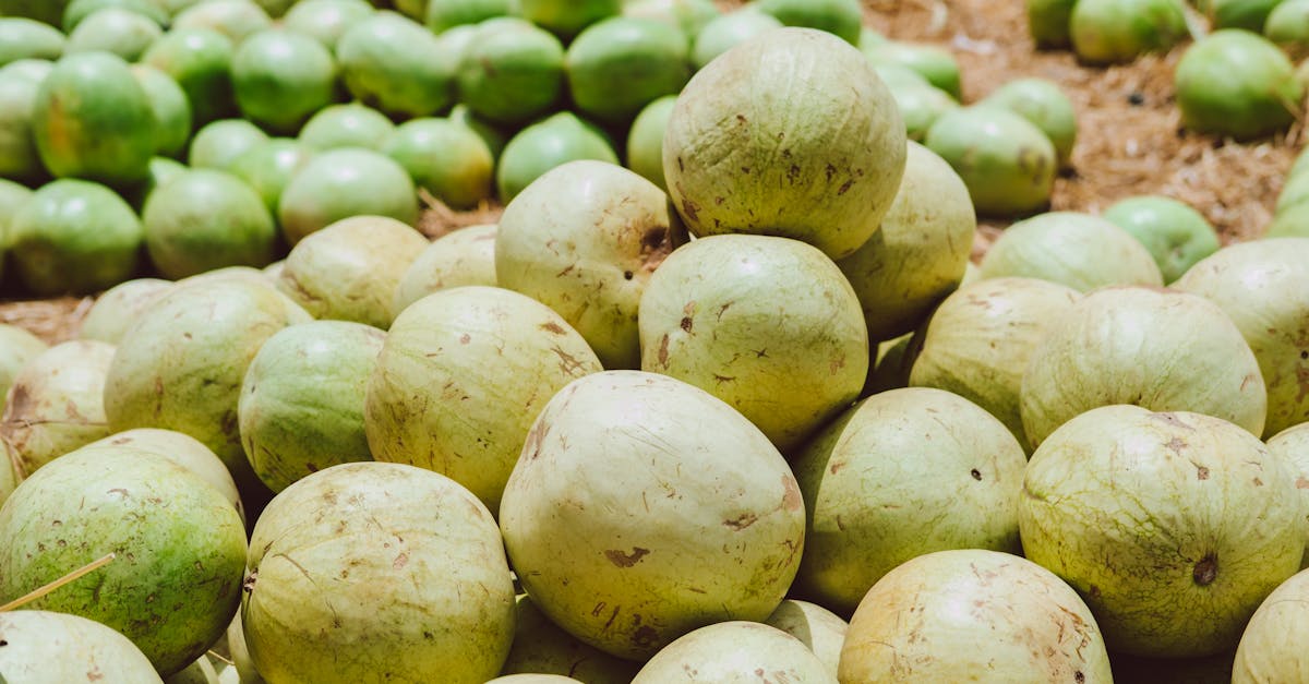 Ash Gourd (Petha Commercial) farming