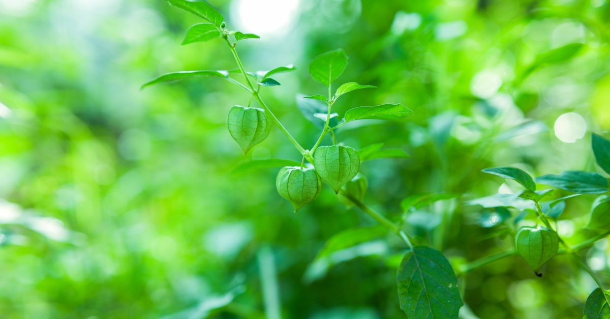 Ashwagandha farming