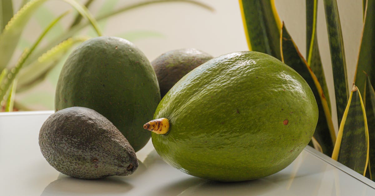 Avocado farming