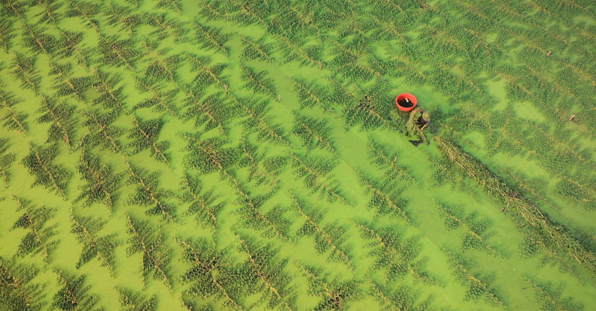 Azolla Cultivation farming