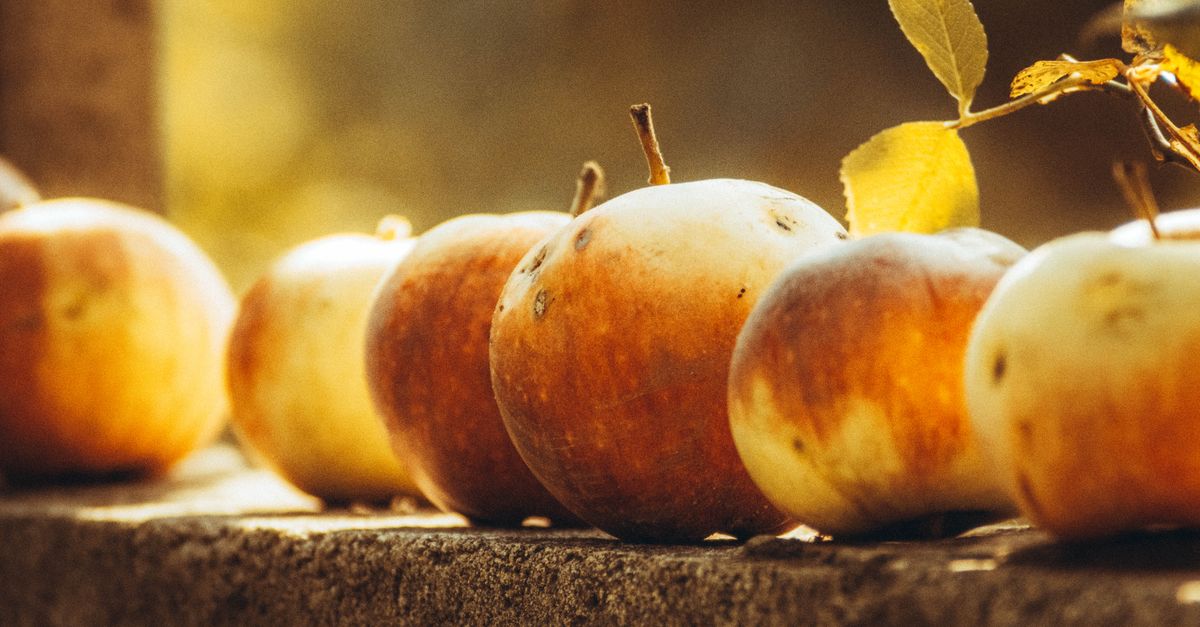 Bael (Stone Apple) farming