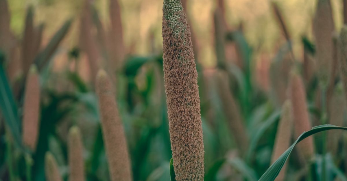 Bajra (Pearl Millet)
