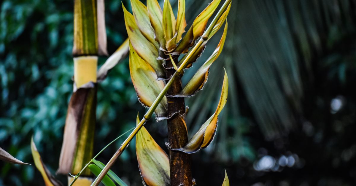 Bamboo Shoot (Edible) farming