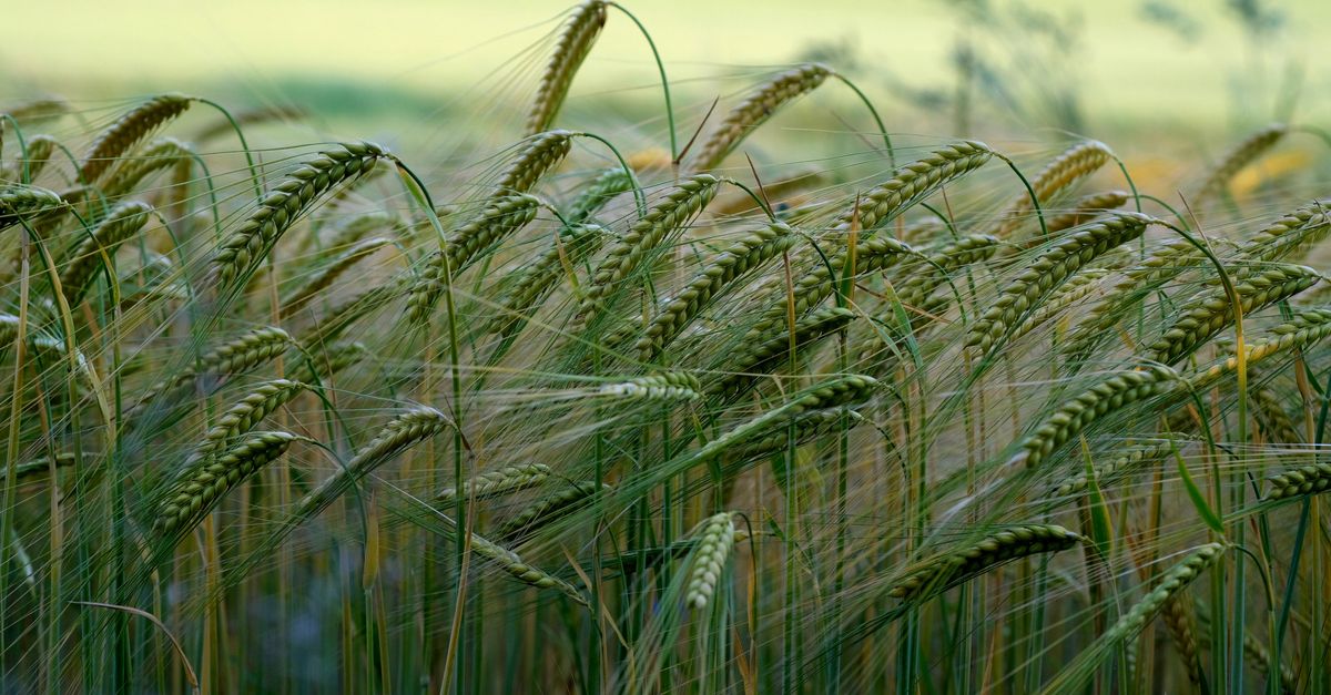 Barley