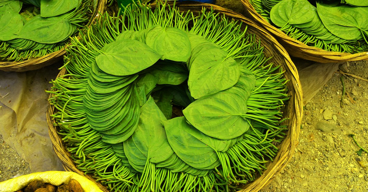 Betel Leaf (Paan) farming