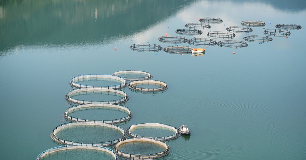 Biofloc Fish Farming farming