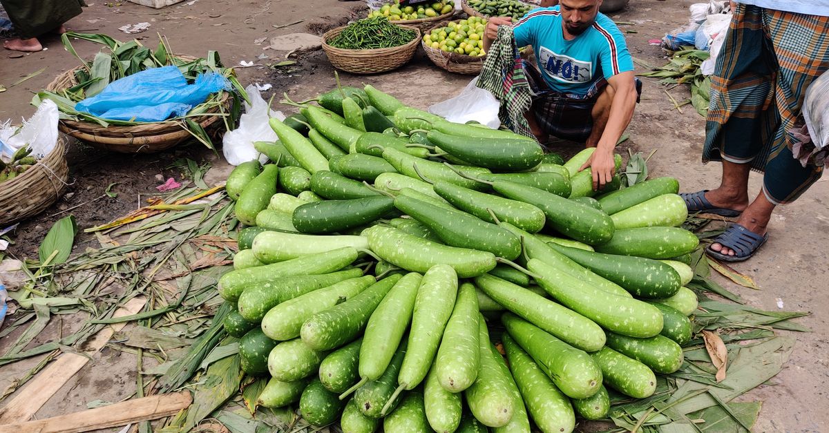Bottle Gourd