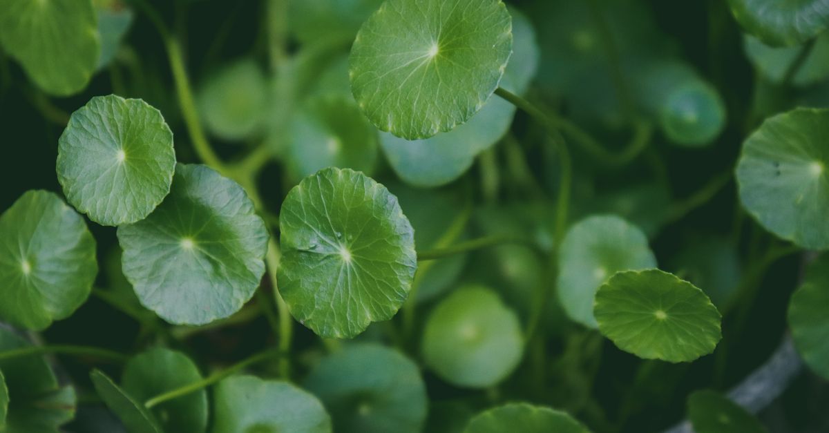 Brahmi farming