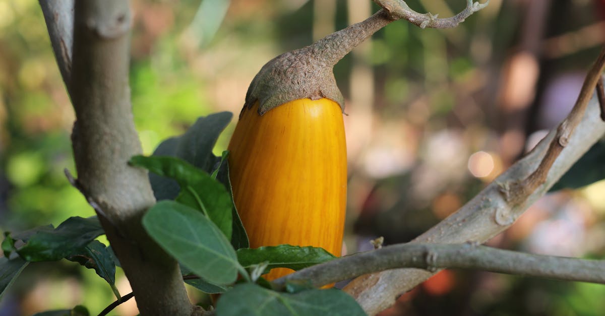 Brinjal (Eggplant / Aubergine / Baingan)