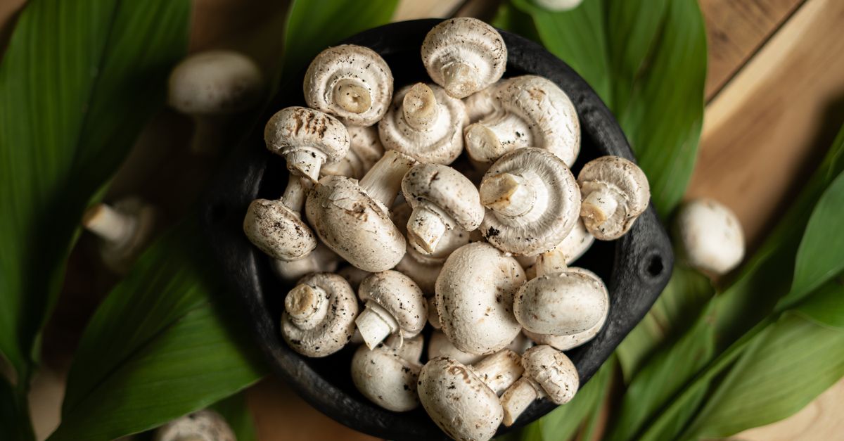 Mushroom (Button / Specialty, fresh, dried or canned)