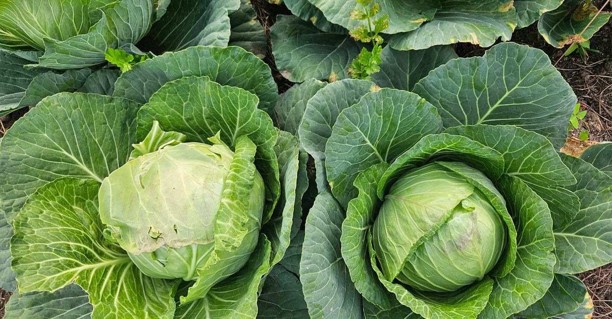 Cabbage