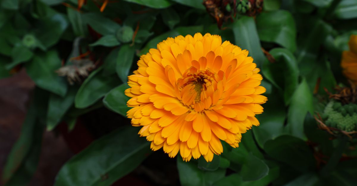 Calendula (Pot Marigold) farming