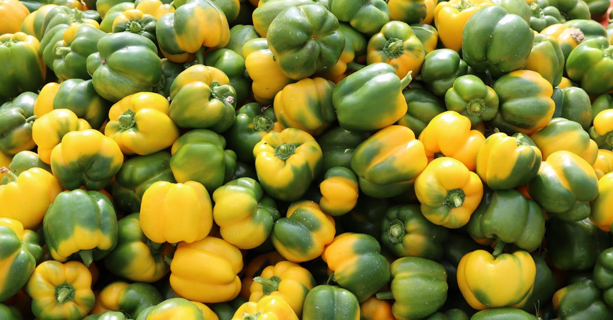 Capsicum