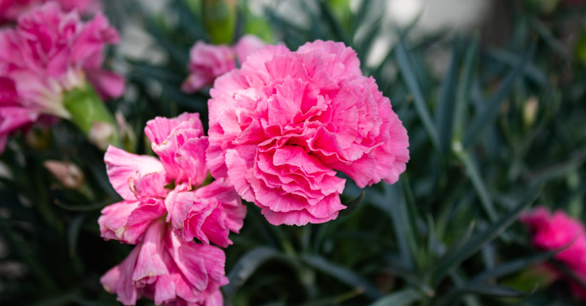 Carnation farming