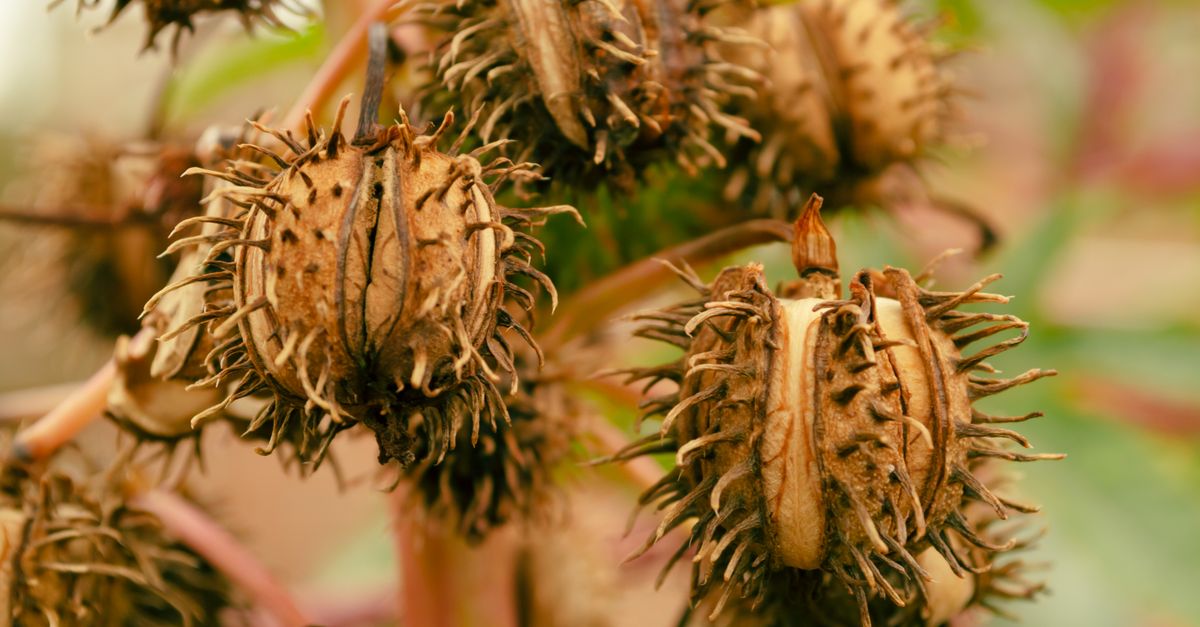 Castor Seed and Castor Oil