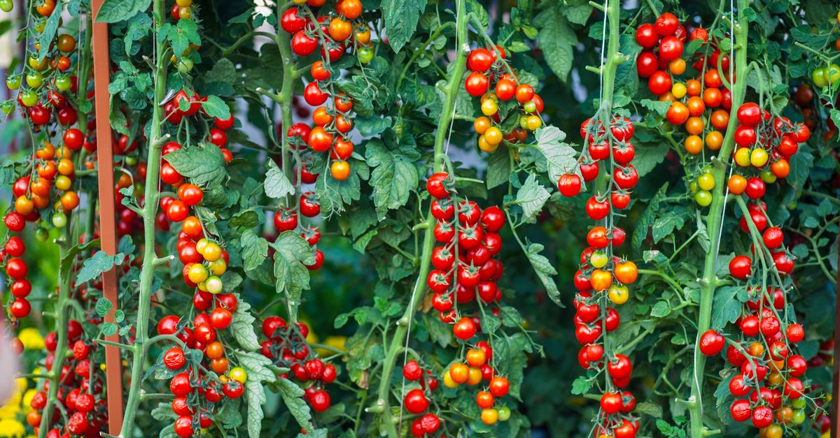 Cherry Tomato farming