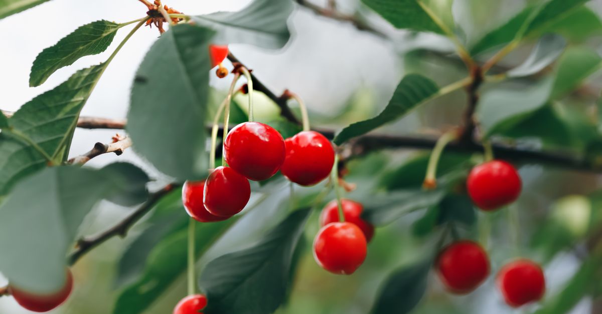 Cherry farming