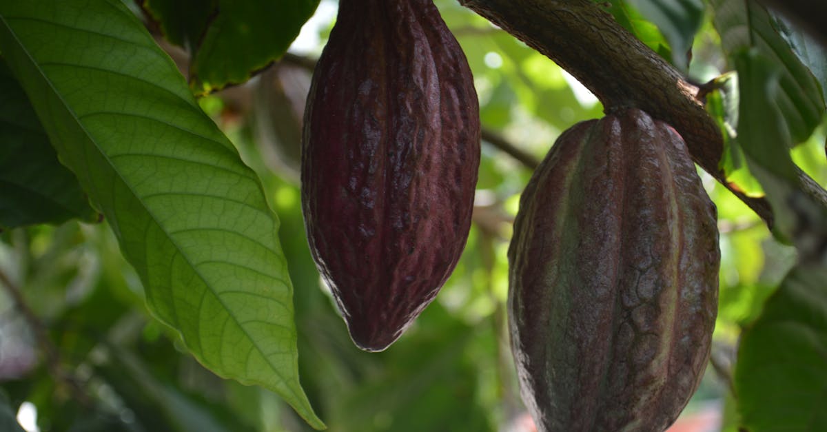 Cocoa (Cacao) farming