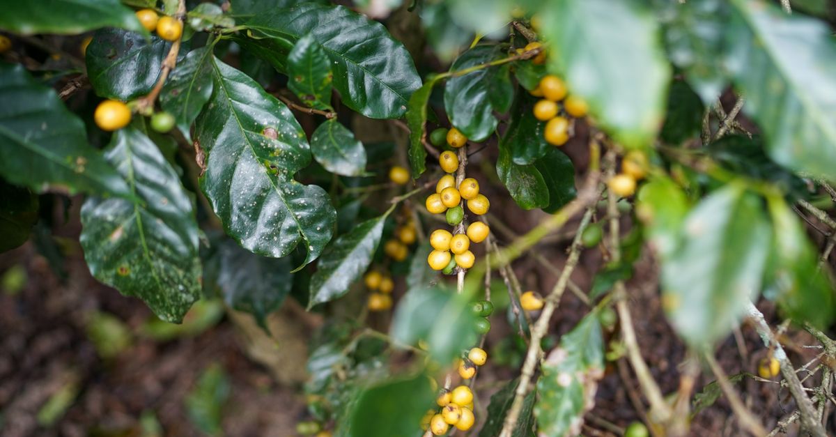 Coffee (Arabica / Robusta, green and instant)