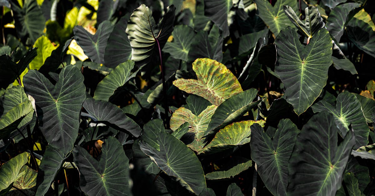 Colocasia (Arbi / Taro) farming
