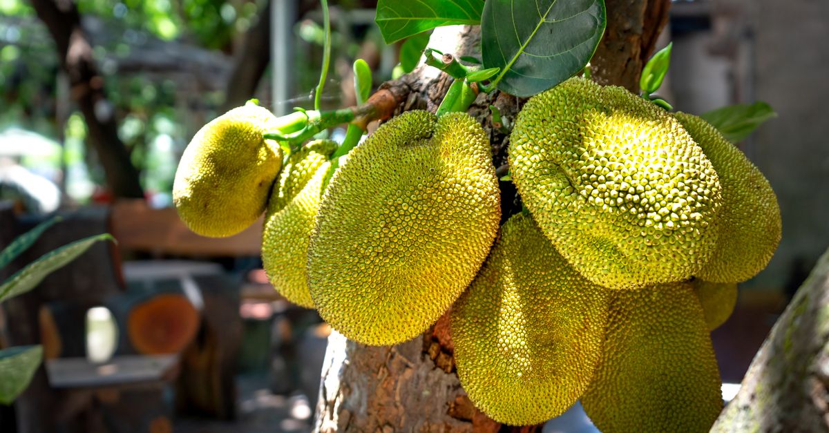 Jackfruit