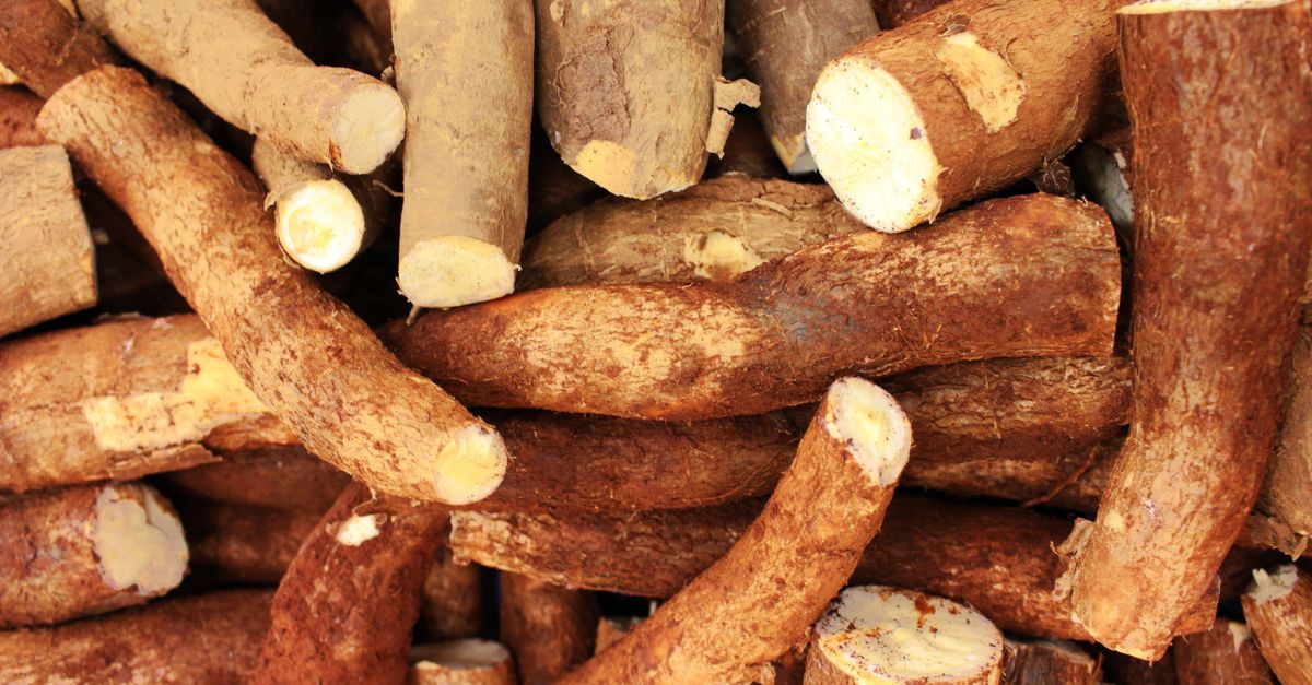 Commercial Tapioca (Cassava) farming