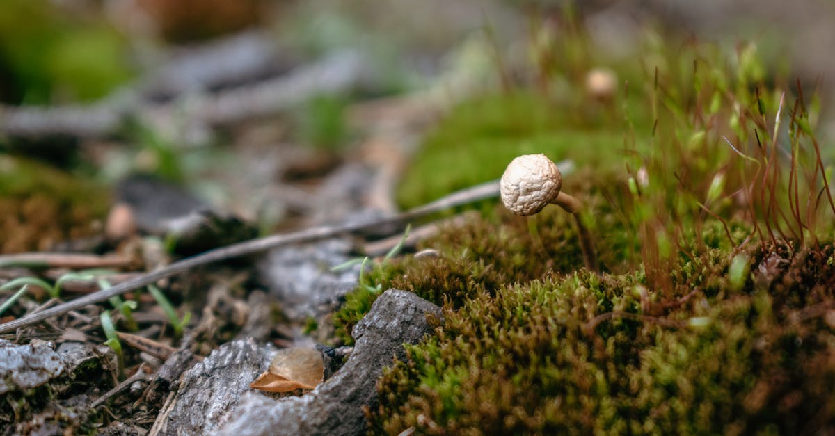 Cordyceps Militaris farming