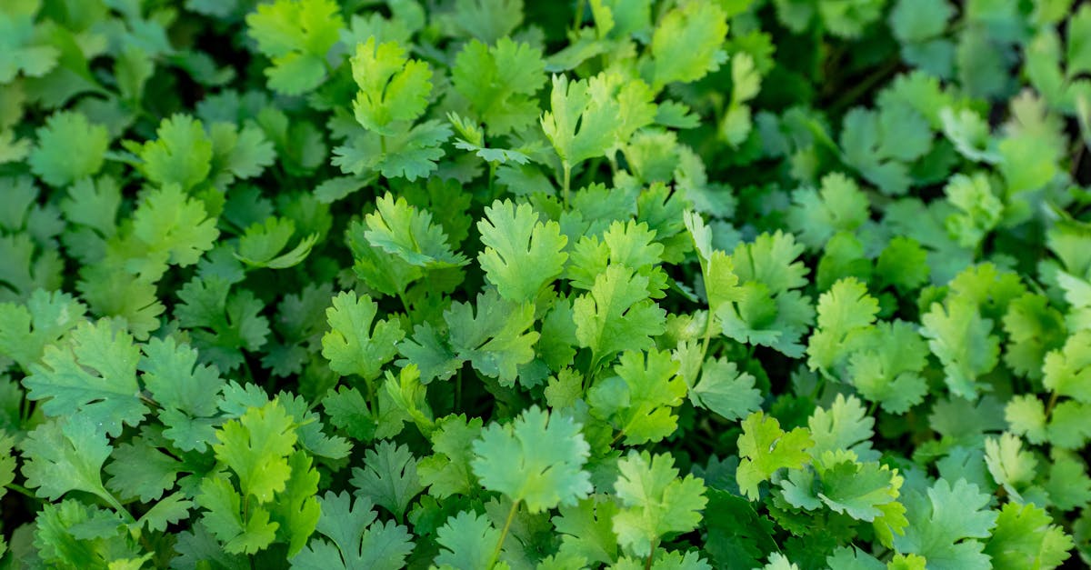 Coriander