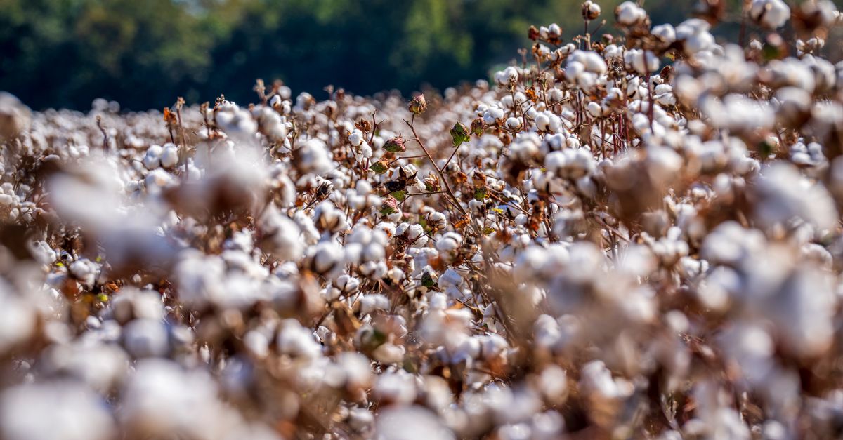 Raw Cotton and Cotton Yarn