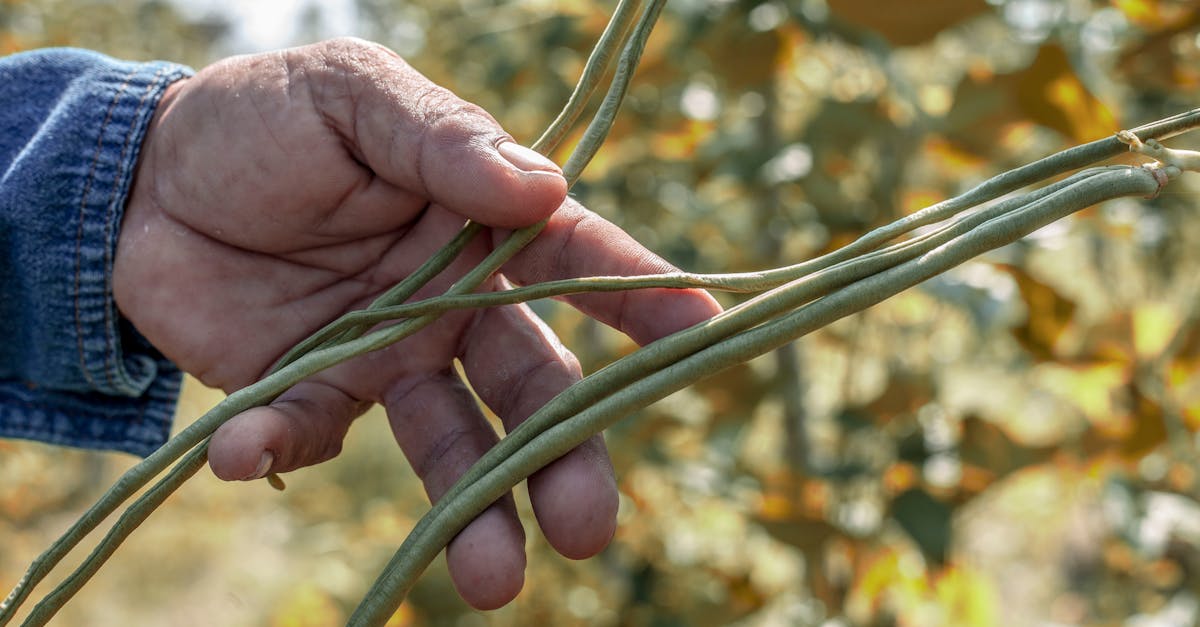 Cowpea (Lobia, Black-Eyed Pea)