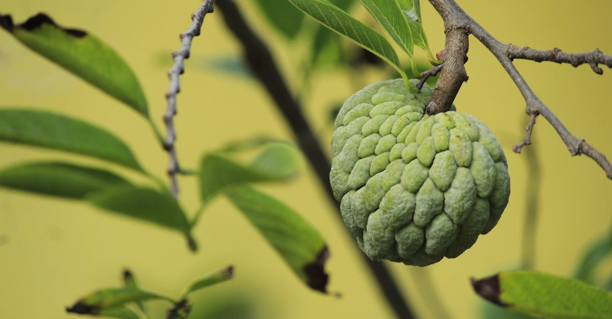 Custard Apple (Sitaphal)