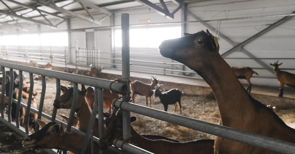 Dairy Goat Farming farming