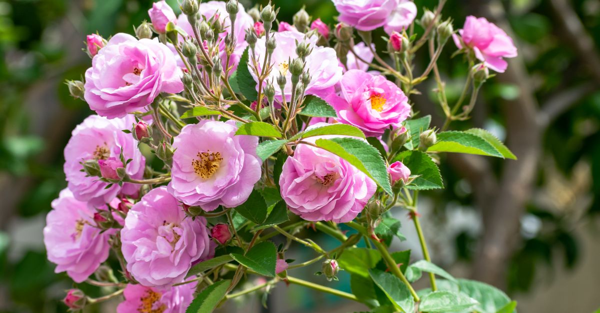 Damask Rose (for Gulkand, Rose Water and Attar) farming