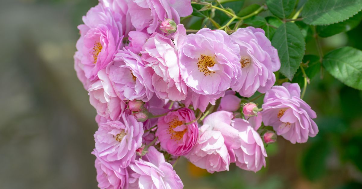 Damask Rose farming