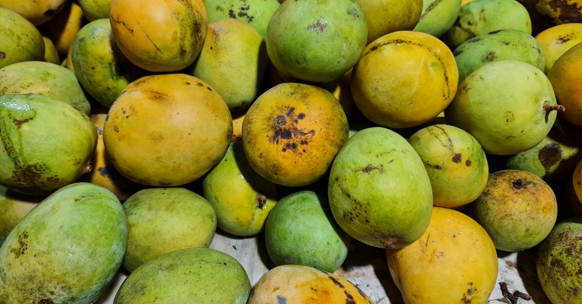 Dasheri Mango farming