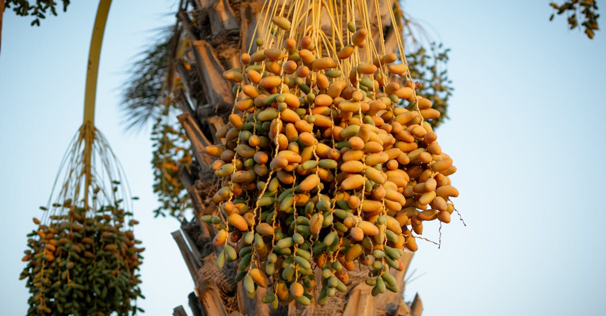 Date Palm (Khajur) farming