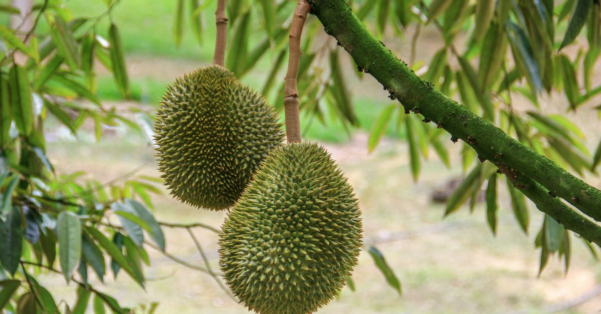 Durian farming