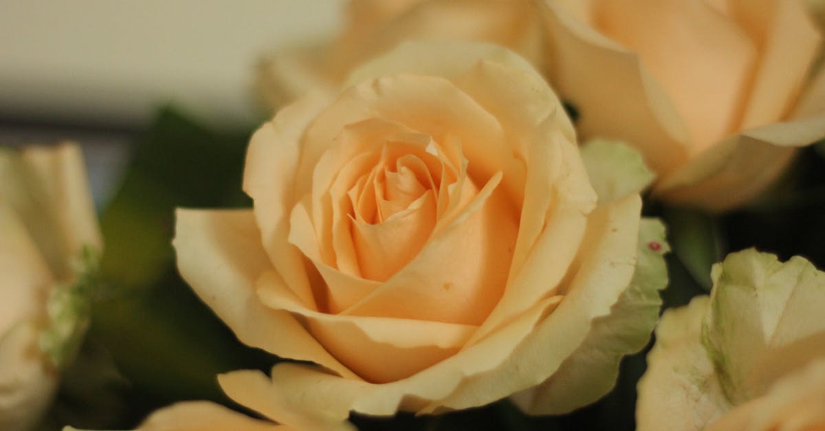 Dutch Rose farming