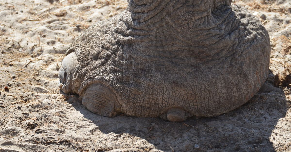 Elephant Foot Yam (Suran / Oal) farming