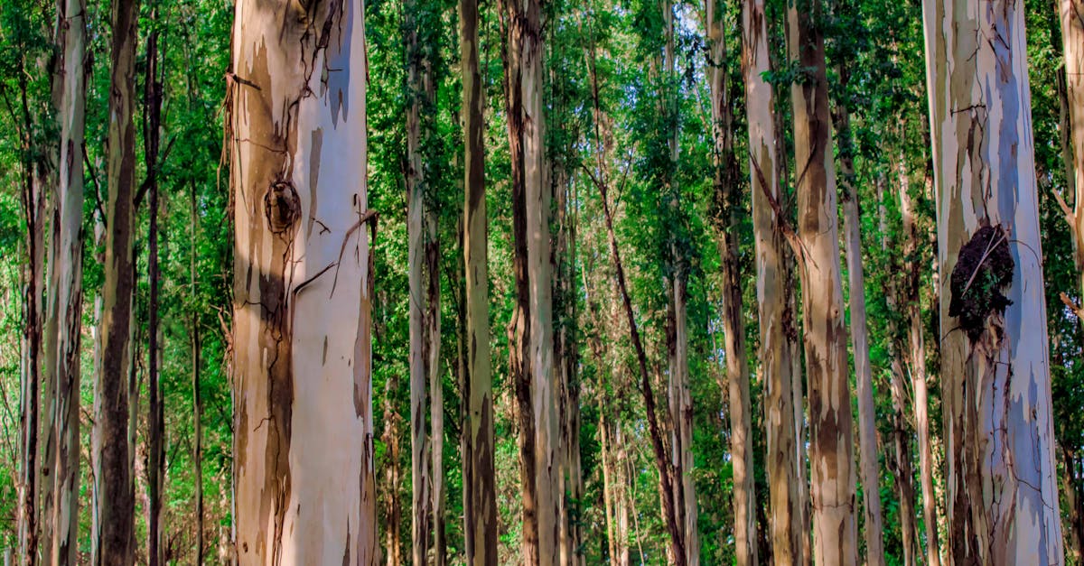 Eucalyptus Clone farming