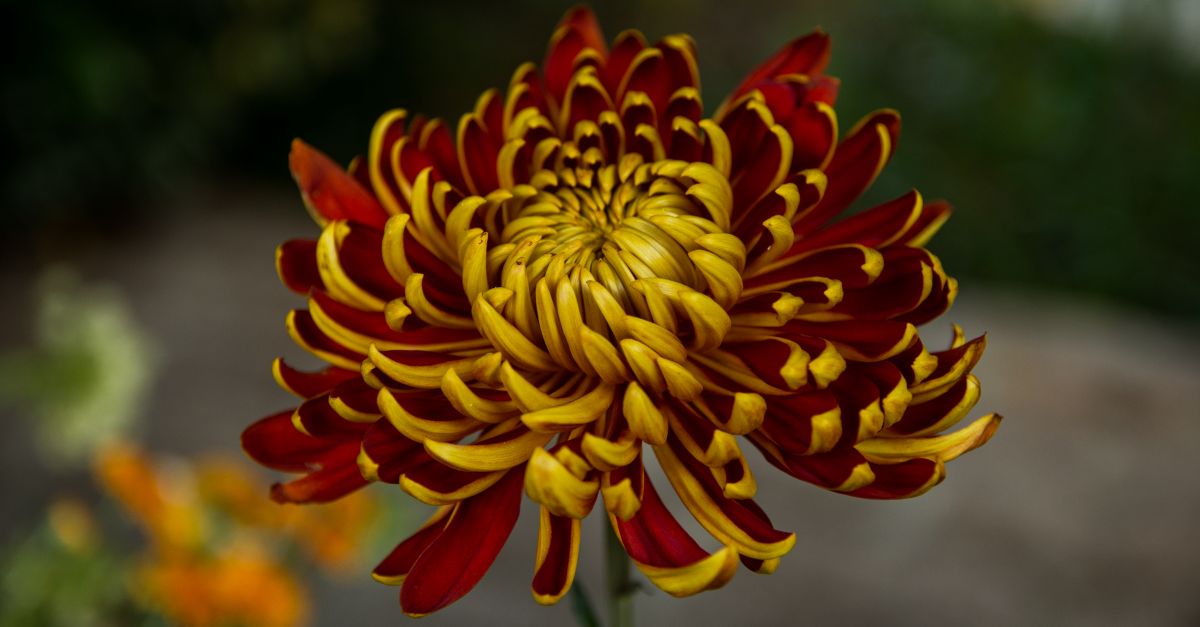 Exotic Chrysanthemum farming